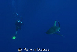 underwater photographer with oceanic whitetip by Parvin Dabas 